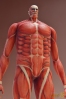 фотография figma Colossal Titan