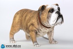 фотография British Bulldog