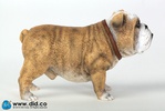 фотография British Bulldog