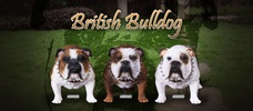 фотография British Bulldog AS002D