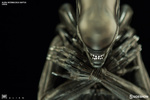 фотография Alien Internecivus raptus Statue