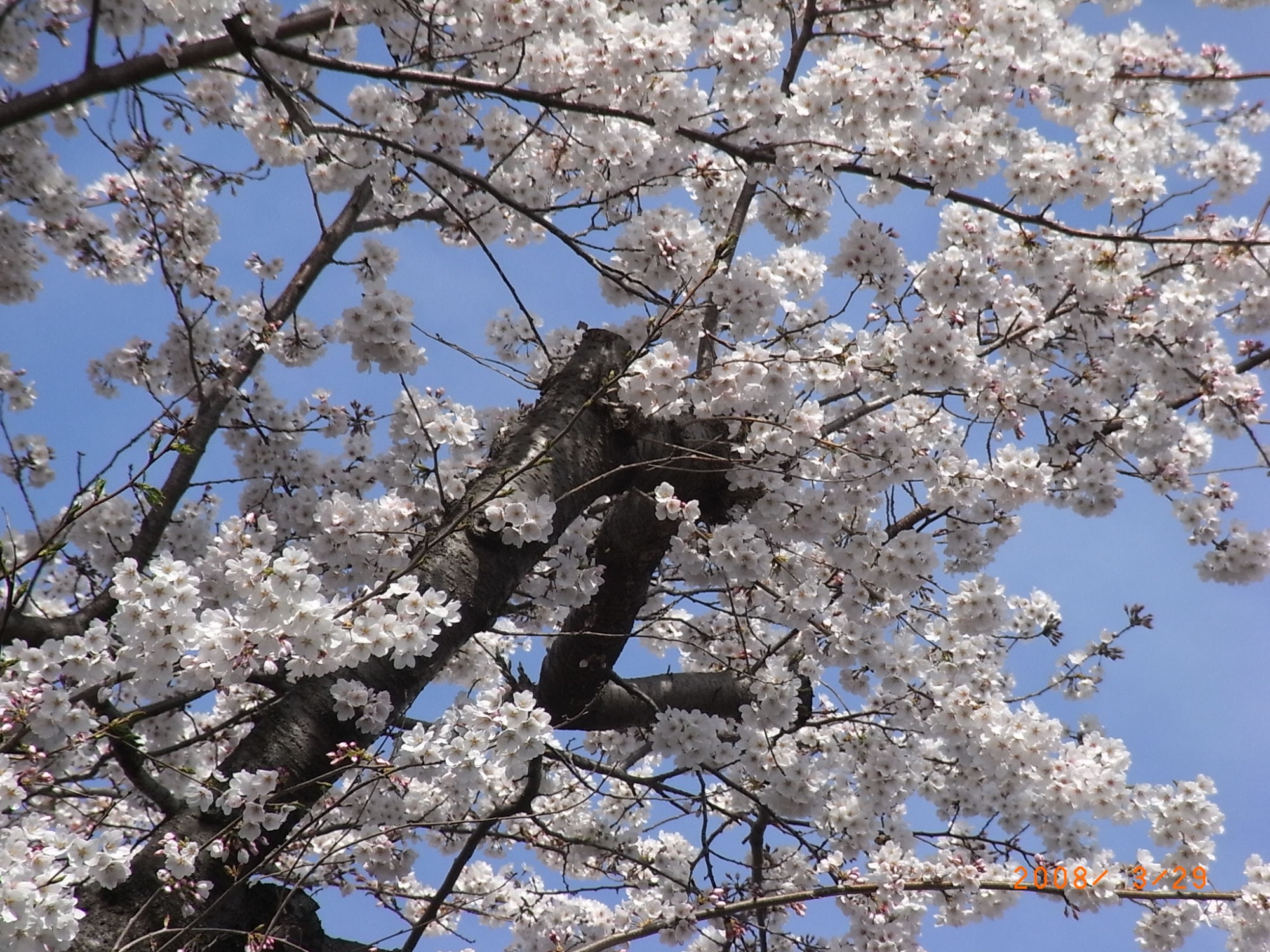Вишня цветёт после зимы дерево. Сакура миф. Сакура как символ Японии. Фото белая вишня в Японии дерево. Сакура история