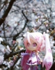 фотография Nendoroid Sakura Miku