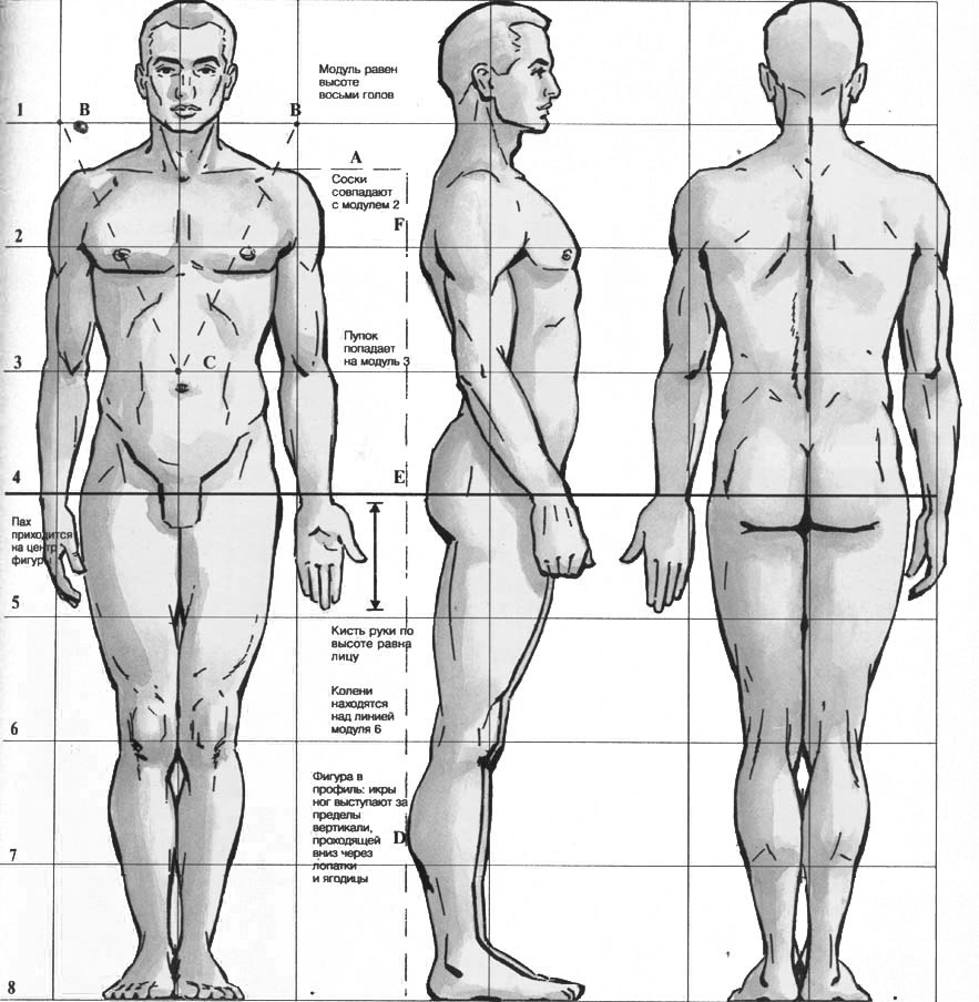 8 частей человека. Референсы анатомия пропорции. Пропорции человека референсы. Рисунок человека в полный рост пропорции. Пропорция человека для рисования сбоку.
