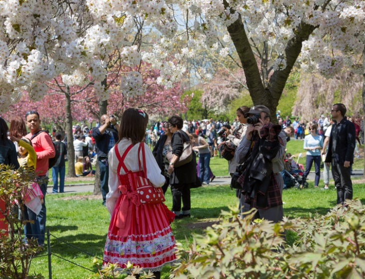 Sakura Matsuri (Brooklyn Botanic Garden) My Anime Shelf