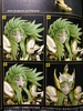 фотография Saint Cloth Myth EX Aries Shion ~The Holy War Version~