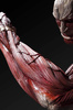 фотография U.M.C.F. Colossal Titan