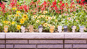фотография Nyanboard Figure Collection: Danboard Tabby Ver.
