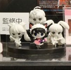 фотография Chobirume Petit ChuChu