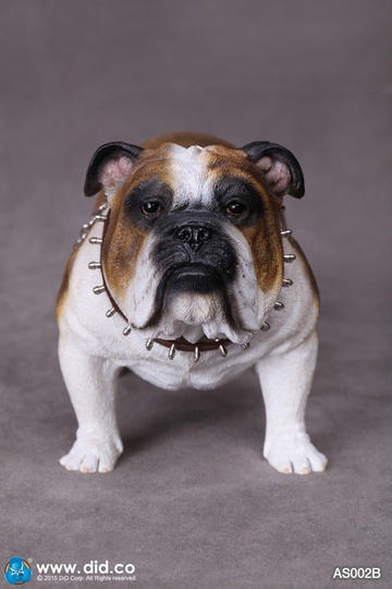 главная фотография British Bulldog AS002B