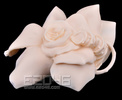 фотография Peorth and Gorgeous Rose