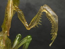 фотография Mantis Baki the Grappler