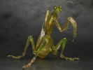 фотография Mantis Baki the Grappler