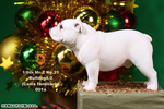 фотография 1/6 Bulldog Statue 4.0 2 Figure Set: White