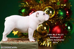 фотография 1/6 Bulldog Statue 4.0 2 Figure Set: White