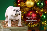 фотография 1/6 Bulldog Statue 4.0 2 Figure Set: White