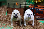 фотография 1/6 Bulldog Statue 4.0 2 Figure Set: White