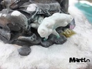 фотография NINE TAIL & VULPIX