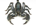 фотография Revo Geo Vol.1 Emperor Scorpion