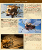 фотография Souzou Galleria Flaptter