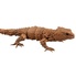 Armadillo Lizard Chapter Dango Mushi 07: Cordylus cataphractus