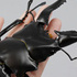 Revo Geo Giraffe Stag-Beetle