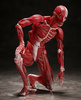 фотография figma Human Anatomical Model