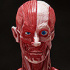 figma Human Anatomical Model