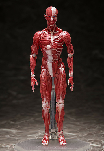 главная фотография figma Human Anatomical Model