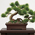 The Bonsai Plastic Model Kit 1