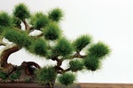 фотография The Bonsai Plastic Model Kit 1