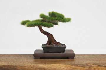 главная фотография The Bonsai Plastic Model Kit 2