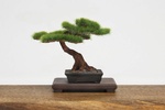 фотография The Bonsai Plastic Model Kit 2