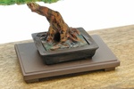 фотография The Bonsai Plastic Model Kit 2