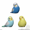 фотография Tenori Friends 4R: Budgerigar Oparin