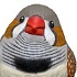 Tenori Friends 4R: Zebra Finch