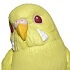 Tenori Friends 4R: Budgerigar Lucino
