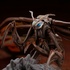 Gekizou Series Godzilla (2019) Trading Figure: Mothra Fully Grown