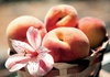 Love_peaches