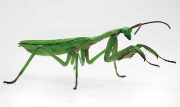 главная фотография Jiyuu Kenkyuu Series No.23 Living Things Japanese Giant Mantis