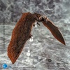 фотография Hiya Exquisite Basic Radon