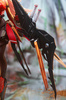 фотография C.C.CHALCOSOMA (Caucasus Beetle)