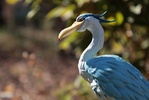 фотография Gray Heron A