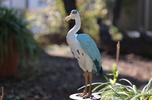 фотография Gray Heron A