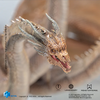 фотография Hiya Exquisite Basic King Ghidorah