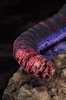 фотография Shin Japan Heroes Universe Godzilla