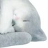 Dazzling cat: Hands Hugs- Gray Cat