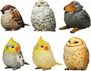 фотография A Series of Laugh and Grow Fat Blind Box: Nymphicus hollandicus 1