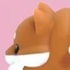 Kittens and Puppies: Brown Shiba Puppy