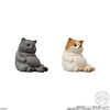 фотография Motchiri Kororin♪ Neko: Potteri Hachiware Cha